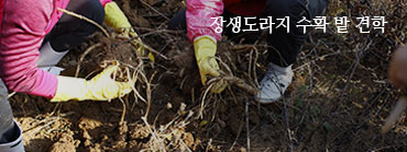 장생도라지수확밭및견학 